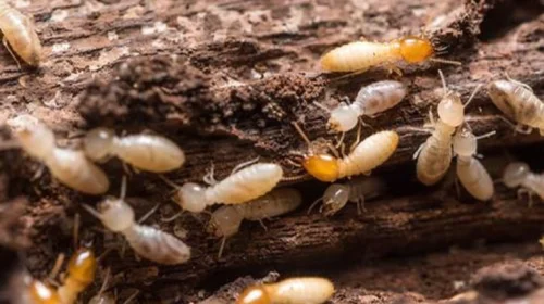 termites website